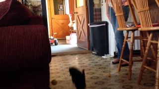 Best Funny Animal Videos 2022 - Funniest Cats And Dogs Video (2)
