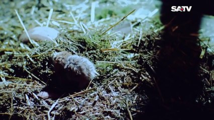 Yousuf Zulekha Bangla Dubbing Episode 39 _ (ইউসুফ জুলেখা) পর্ব - ৩৯ _ SATV