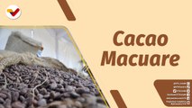 Café en la Mañana | Fundación Cacao Macuare forma a emprendedores para la producción de este rubro