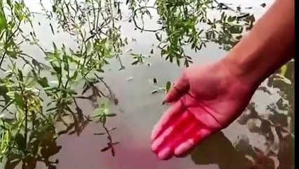 Essen China Pemikat Ikan Umpan Ikan Super