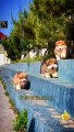 Wow So Beautiful Dog Videos 2022 | Cute Dog Animals - Dog shorts videos | Cute Animals Yt