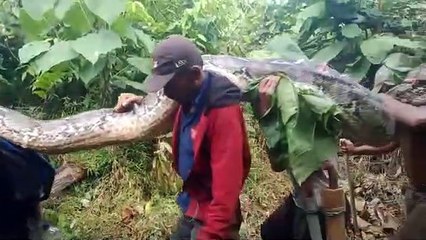 Viral ! Penangkapan Ular Terbesar di Sulawesi tenggara