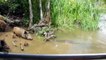 【野生動物の攻撃】ワニ王のアマゾンの川でのトップバトル