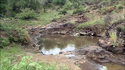 Battle at Kruger- Crocodile vs Tortoises - Continuation!