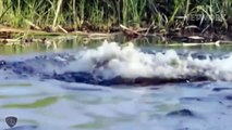 Careless... Wild horses pay dearly for passing through the territory of crocodiles and cheetah