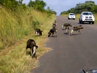 Kruger Sightings - Wild Dogs - 25 February 2012