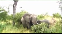 Elephant herd with a cute baby - Kruger Sightings - 23 Feb 2011