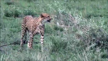Cheetah Calling For His Partner