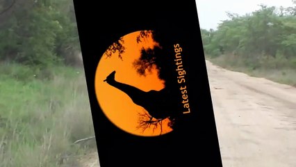 Elephant Attacks Car