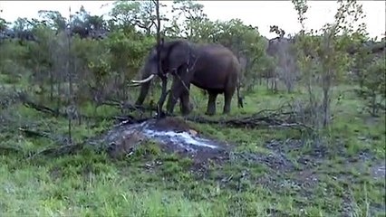 Kruger Sightings - Elephant Pulling A Tree Out - 6 December 2011