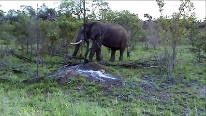 Kruger Sightings - Elephant Pulling A Tree Out - 6 December 2011