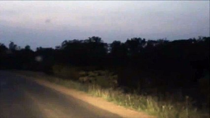 Kruger Sightings - Lionesses - 6 December 2011