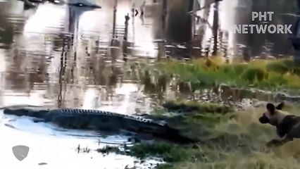 So emotional... Standing Between Death And Life, Waterbuck Bravely Attacked Wild Dogs