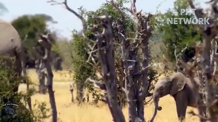 Pride of The Lions Made The Grave Mistake of Killing The Elephant Lord's Son - Battle Of Wildlife