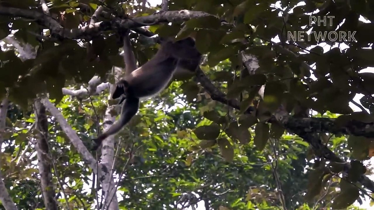 EAGLE vs MONKEY !!! Dark Day Of The Monkeys