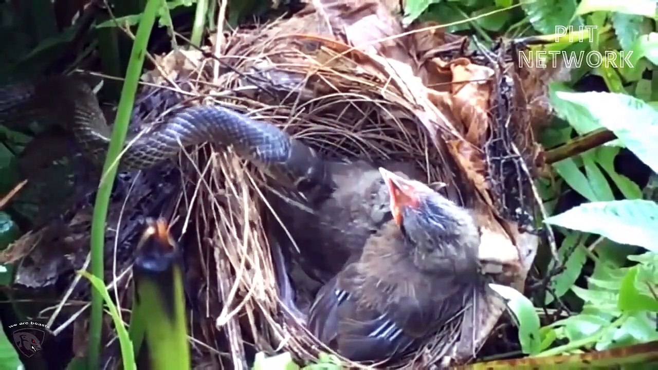 The Pitiful Cries of innocent Animals - Heron Attack Mouse,Eagle ...