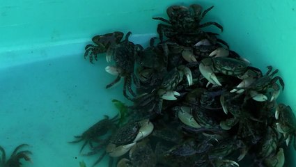 Green crabs are coming for our seafood – and climate change may be to blame