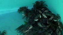 Green crabs are coming for our seafood – and climate change may be to blame