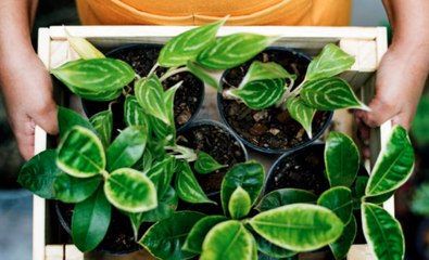 Experts Say These Are the Easiest Houseplants to Keep Alive
