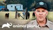 Autoridades investigam a morte de búfalos | Patrulheiros da Natureza | Animal Planet Brasil