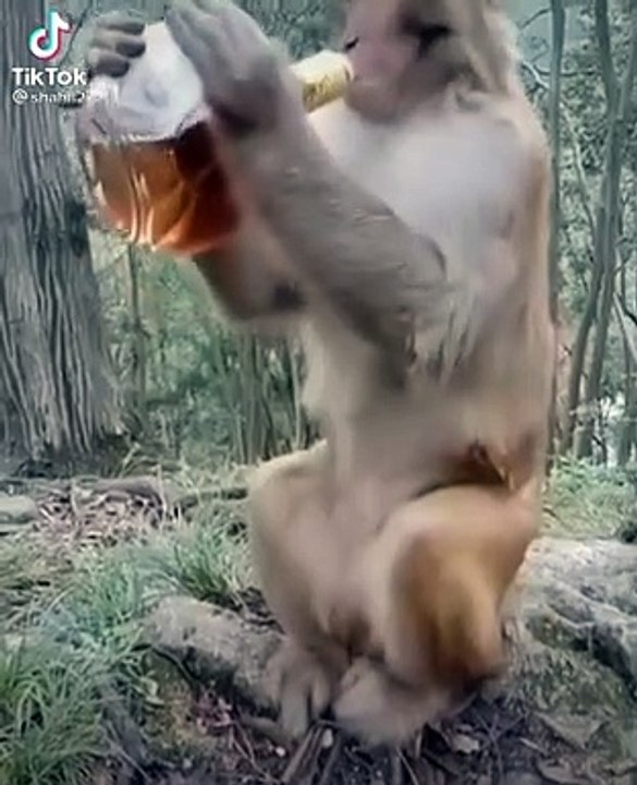 Funny animals vedios