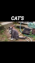 Cat's Movement In front of camera