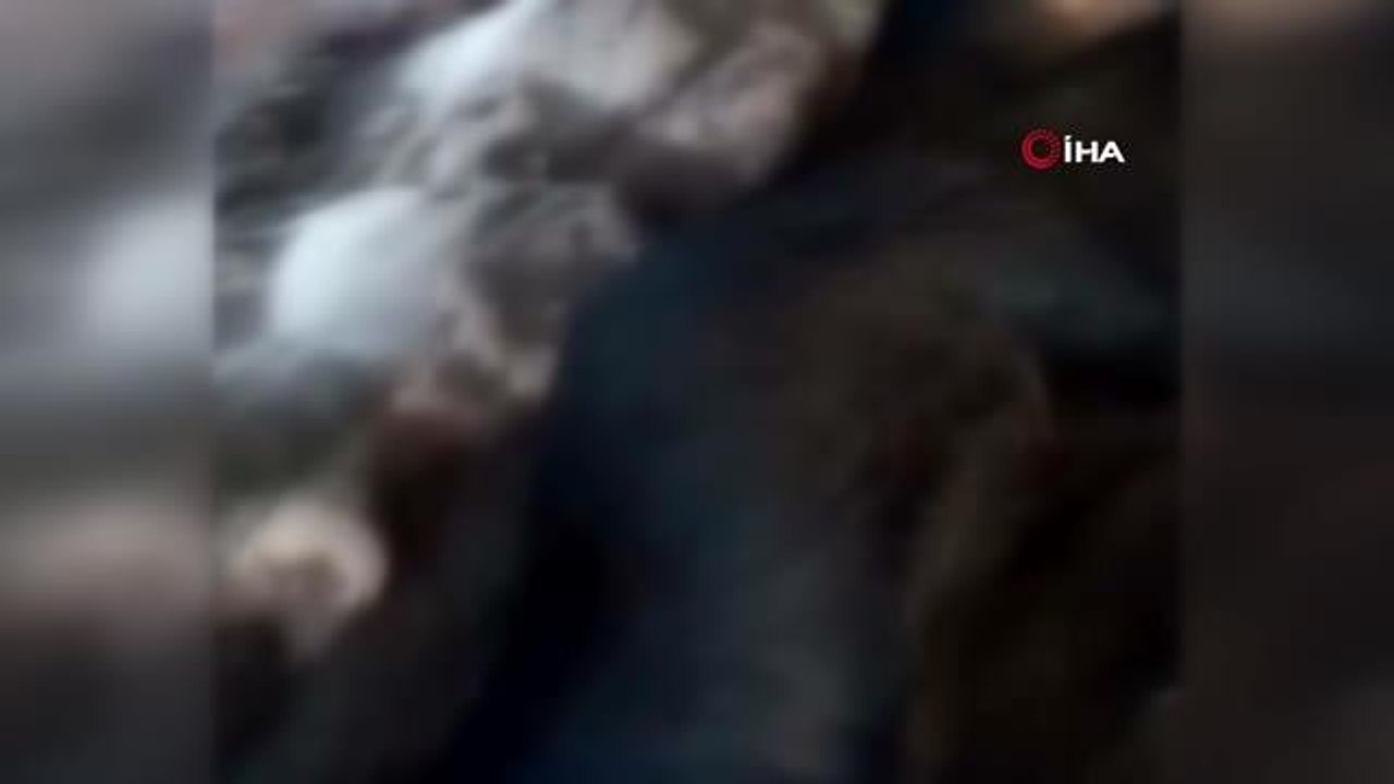 Ağıla yıldırım düştü, 38 küçükbaş hayvan telef oldu