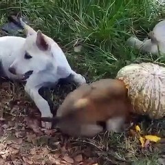 Cute puppy save a baby monkey was stuck head in pumpkin.
