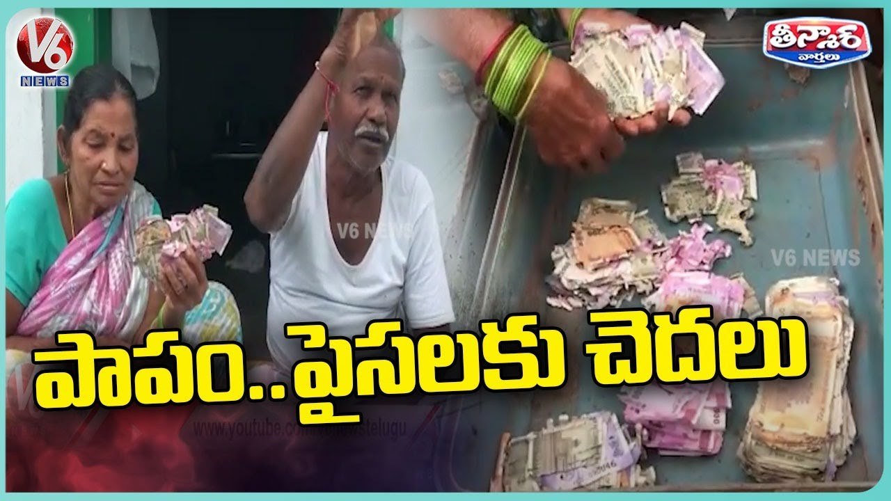 Termites Eats 1.5 Lakh Worth Currency Notes in...