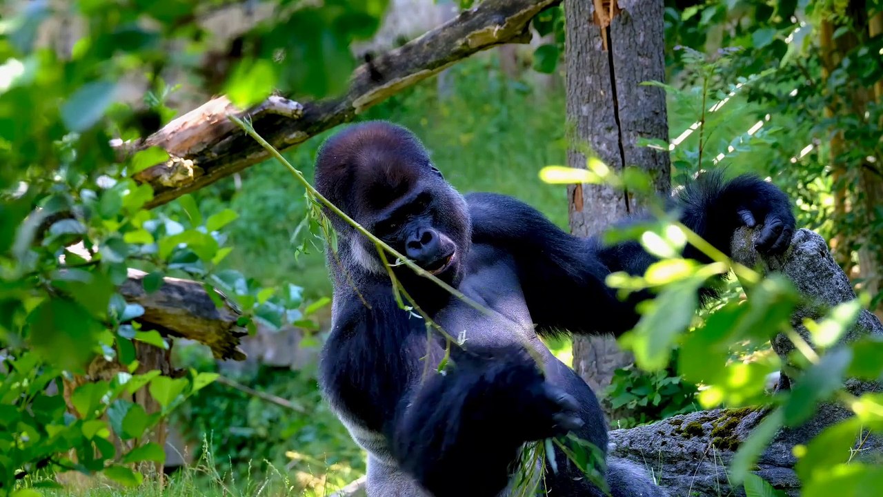 Wild Gorilla Ape Silverback 2022 : Gorilla Favourite food eating  ,  IH Official 01 .