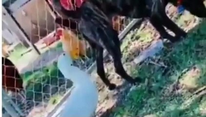 Funny animals vedios animals vedios