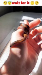 Animals transformation || call me when you want