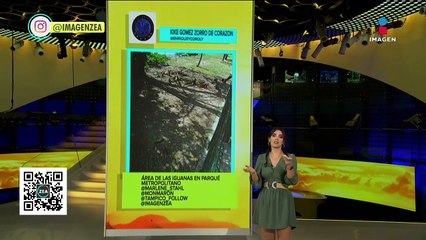 Abuelita gasta su pensión en estampas del álbum del Mundial