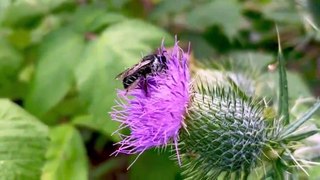 Bee gathers pollen from thistle and packs it on her belly hairs