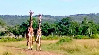 Majestic giraffes casually stroll down the path