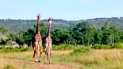 Majestic giraffes casually stroll down the path