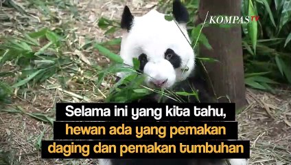 Selain Nyamuk, Ini 4 Hewan Lain yang Suka Menghisap Darah Manusia