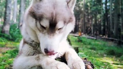 Dog - American Cute dog