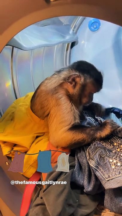 Laundry night #laundryservice #gaitlynrae #animal #monkey #pet #service #chores #earnyourkeep