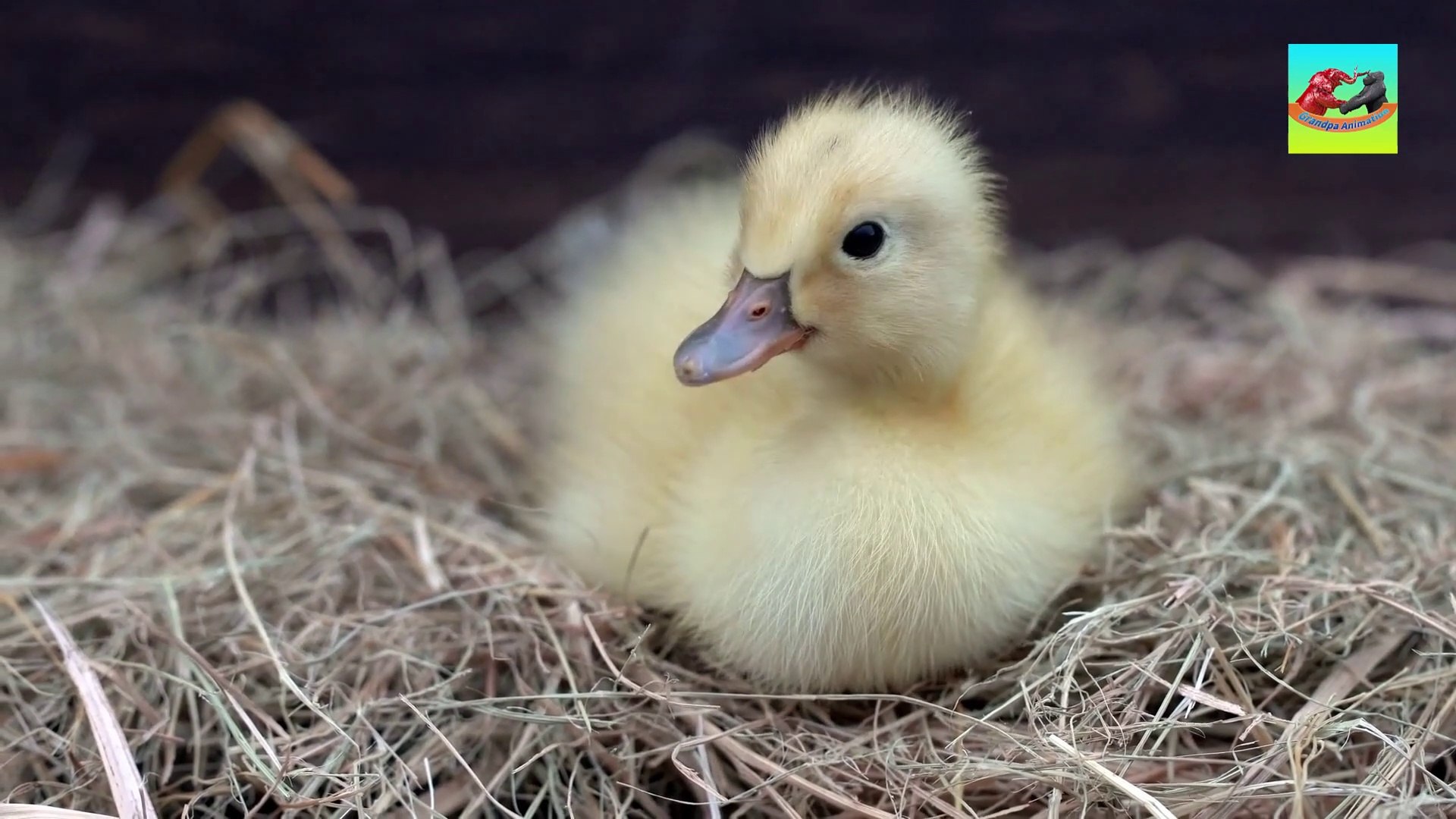 ⁣Animal sounds around us, cow, chicken, pig, horse, dog, monkey, duck, tiger, hippo, bird