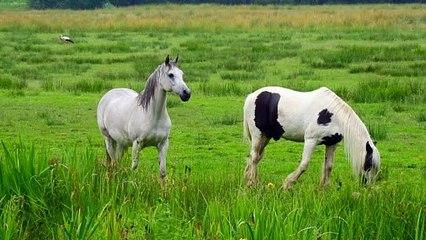 So cute and beautiful Horses