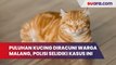 Viral Puluhan Kucing Diracuni Warga Malang, Polisi Selidiki Kasus Ini
