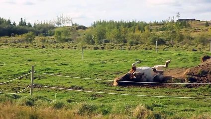So cute and beautiful Horse