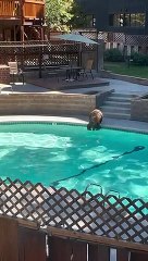 A Bear Takes a Dip in the Pool