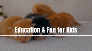Learn more about cats for kids | Cats