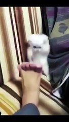 have_fun_with_cute_pets_,_funny_animals_#Shorts(360p)