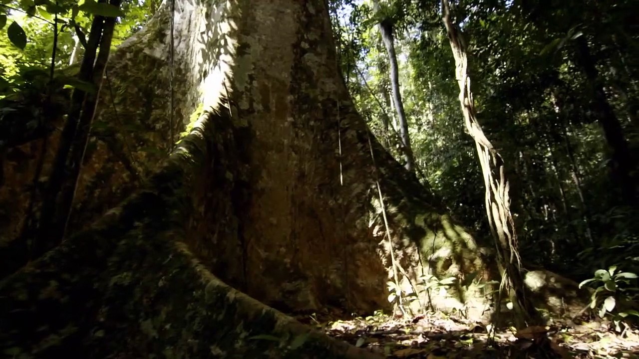 Wildes Indonesien Staffel 1 Folge 4 HD Deutsch