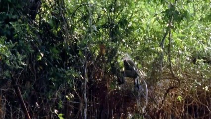 Wildes Indonesien Staffel 1 Folge 5 HD Deutsch