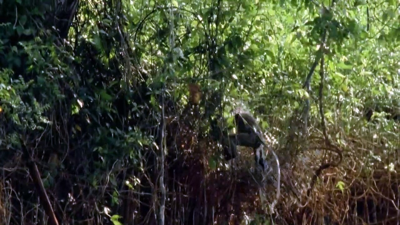 Wildes Indonesien Staffel 1 Folge 5 HD Deutsch