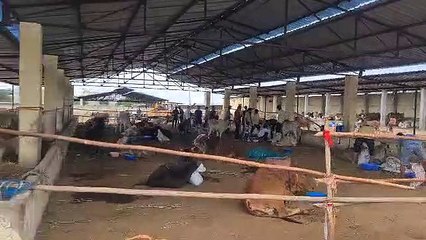 66 गोवंश की मौत, आंकड़ा 1974 पहुंचा